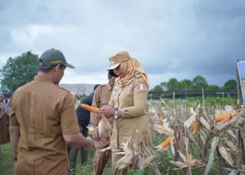 Pemkab Nagan Raya Panen Jagung Hibrida di Kawasan Industri Terpadu Padang Turi