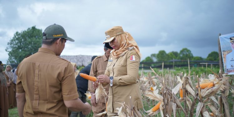 Pemkab Nagan Raya Panen Jagung Hibrida di Kawasan Industri Terpadu Padang Turi