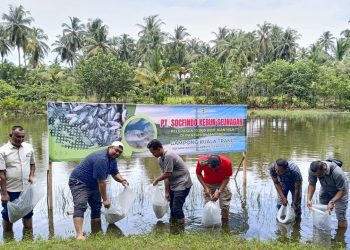 PT Socfindo Kebun Seunagan Lepas 10.000 Benih Ikan Nila di Kolam Bebek Kuala Trang