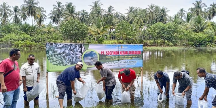 PT Socfindo Kebun Seunagan Lepas 10.000 Benih Ikan Nila di Kolam Bebek Kuala Trang