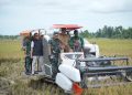 Bupati TRK Ikuti Panen Raya Padi Serentak 14 Provinsi