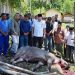 Bupati TRK Salurkan Bantuan Daging Meugang dari Presiden Prabowo